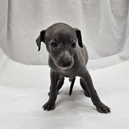 Dax - Blue male Italian Greyhound puppy in Newalla, Oklahoma from Heartland Iggys