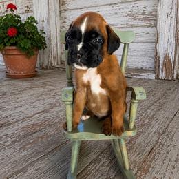 Romeo - Fawn male Boxer puppy in Abilene, Texas from L&L Euro Boxers and Small Town Shih Tzus