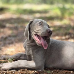 Weimaraner Puppies from Waggin' Weims