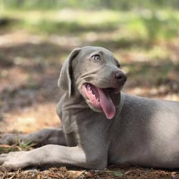 Weimaraner Puppies from Waggin' Weims