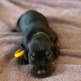Girl 4 - Black and rust female Doberman Pinscher puppy in Lake City, Florida from Paintedcrazy Doberman Pinchers