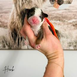Hank - Blue merle male Bernedoodle puppy in Wamego, Kansas from Doodles of Oz