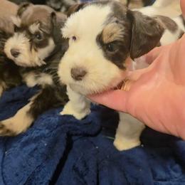 Pinto blue eyes - Parti female Miniature Schnauzer puppy in Panama City, Florida from Emerald Coast Schnauzers
