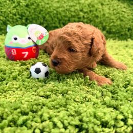 Erlyn - Red  female Goldendoodle puppy in Winter Springs, Florida from Lucky Heart TeddyBear Goldendoodles