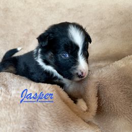 Jasper - Black tri-color male Australian Shepherd puppy in Dartmouth, Massachusetts from Tails of an Ausshole