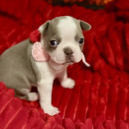 Boston Terrier Puppies from Designers Boston Terriers