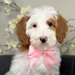 Violet - Parti female Goldendoodle puppy in Yuciapa, California from AlltheDoodlez_