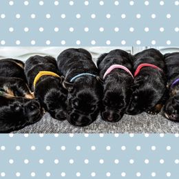 Lydia - Black and red female German Shepherd puppy in Union City, Ohio from Heaven’s Angels