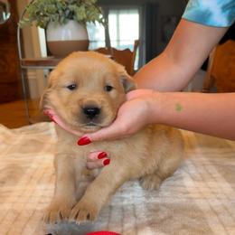 Red Boy - Golden male Golden Retriever puppy in Macy, Indiana from Macy Golden Meadows