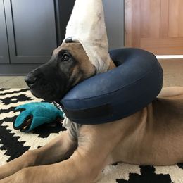 Great Dane Puppies from Daynakin Great Danes LLC