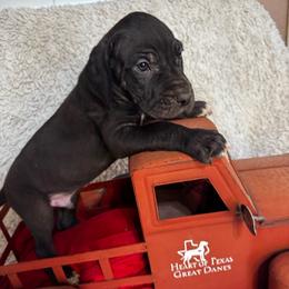 Ghost - Black and white male Great Dane puppy in Wimberley, Texas from Heart of Texas Great Danes