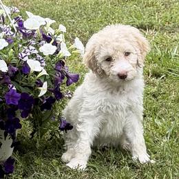 Bella - Cream female Aussiedoodle puppy in Lavonia, Georgia from H & A Kennels