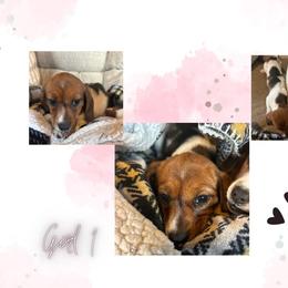 Girl 1 - Piebald female Dachshund puppy in Plato, Missouri from David & Stacey's Dachshunds