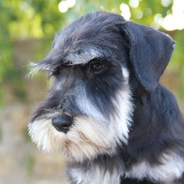 Violet - Miniature Schnauzer