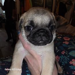 Cupcake (Orange collar) - Fawn female Pug puppy in Spokane, Washington from Kapelac's Royal Pugs
