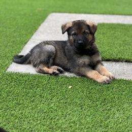 Boy 1 - German Shepherd puppy in Tamiami, Florida from Vom MontHaus