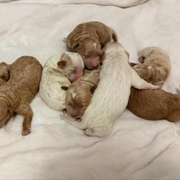 Snow White - Parti female Goldendoodle puppy in Bradenton, Florida from Christianna’s Mini Goldendoodles