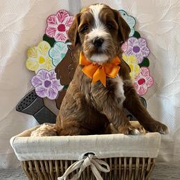 Sand - Orange Collar Male - Red  male Goldendoodle puppy in Bradenton, Florida from Suncoast Goldendoodles