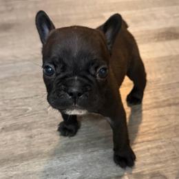 Cash - Black male French Bulldog puppy in Franklin, Pennsylvania from Falco’s Frenchies