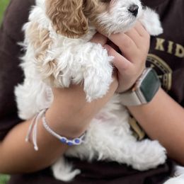 Cavapoo Puppies from Ellas.Pups