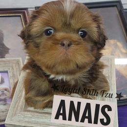 Anais - Liver and white female Shih Tzu puppy in Peoria, Arizona from Loyal Shih Tzu