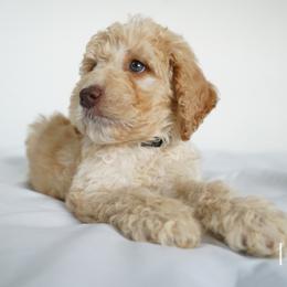 Labradoodle Puppies from I Love U Back Labradoodles