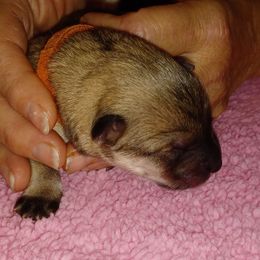 Zuzu, Orange Collar - Fawn female Eurasier puppy in Lakewood, Ohio from Exquisite Eurasier