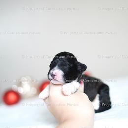 Ribbon - Black and white female Portuguese Water Dog puppy in Brookville, Ohio from Cornerstones Porties
