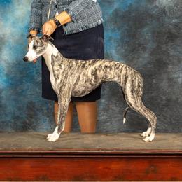 Ruth - Whippet