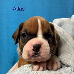 Atlas - Fawn male Boxer puppy in Elyria, Ohio from Just-A-Wyn Boxers