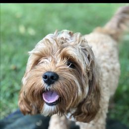 Hope - Cavapoo