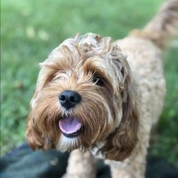Hope - Cavapoo