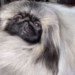 Pekingese from Montana Twins Pekingese