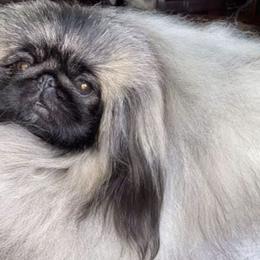 Pekingese from Montana Twins Pekingese