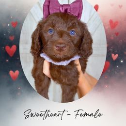 Sweetheart - Chocolate female Goldendoodle puppy in Canton, Georgia from Teddy Puppies