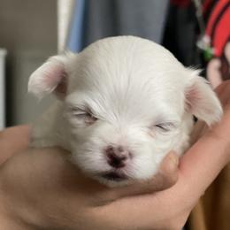 Maltese Puppies from B&O Maltese