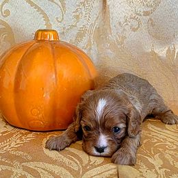 Tiink - Ruby female Cavalier King Charles Spaniel puppy in Pennsylvania from Julie's Cavalier King Charles Spaniels