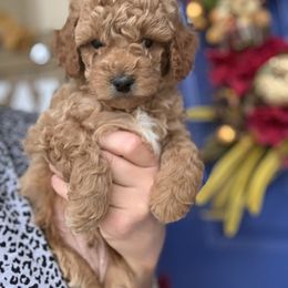 Cavapoo, Goldendoodle, Golden Retriever, and Poodle Puppies from Gypsi Doodles