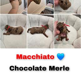 Macchiato - Merle male Goldendoodle puppy in Summerville, South Carolina from Channys Doodles