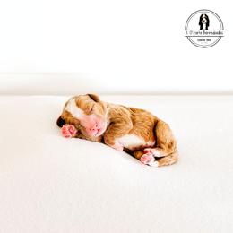 Green Collar Male - Fairway - Red male Bernedoodle puppy in Lebanon, Ohio from 3|17 Korte Bernedoodles LLC