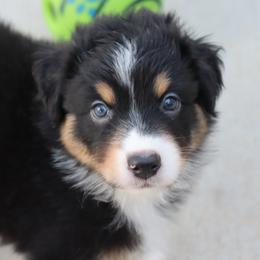 Huckleberry - Black tri-color male Australian Shepherd puppy in Colorado from Firestone Australian Shepherds