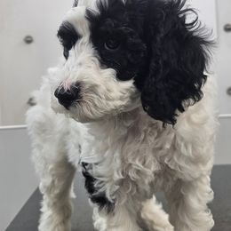 Poodle Puppies from VIP Poodles