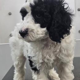 Poodle Puppies from VIP Poodles