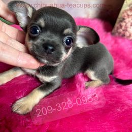 Blue River - Blue and tan male Chihuahua puppy in Manteca, California from Deb's Chihuahuas California