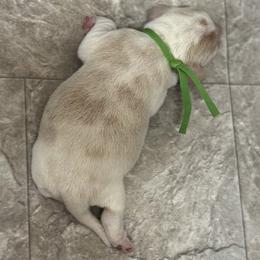 Georgie - Black tan and white male Beagle puppy in Rogersville, Missouri from Hales Little Beagle Haven