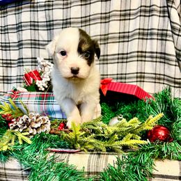 Frosty - Black tri-color female Australian Shepherd puppy in Kentland, Indiana from Pine Grove Aussies