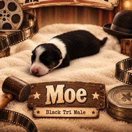 Moe - Black tri male Miniature Australian Shepherd puppy in Cave Creek, Arizona from Arizona Aussies