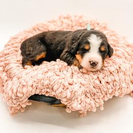 Cedar - Black rust and white female Bernese Mountain Dog puppy in Hudson, Indiana from TurkeyCreek-K9