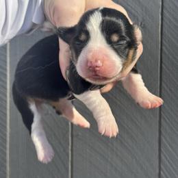 Dahlia (fluffy) - Black and tan female American Corgi puppy in East Oakdale, California from Rhettro Kennels