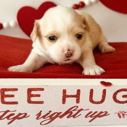 Mia - Cream and white female Chihuahua puppy in Rowlett, Texas from Sugar Cookie Chihuahuas